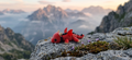 Mini Flexi Drago snodabile stampato 3D artigianale GM_Creations